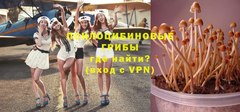 OMG зеркало  Верхняя Салда  Псилоцибиновые грибы Psilocybine cubensis 